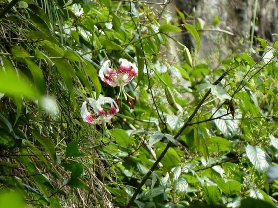 探访平溪乡峭壁上的精灵---艳红鹿子百合
